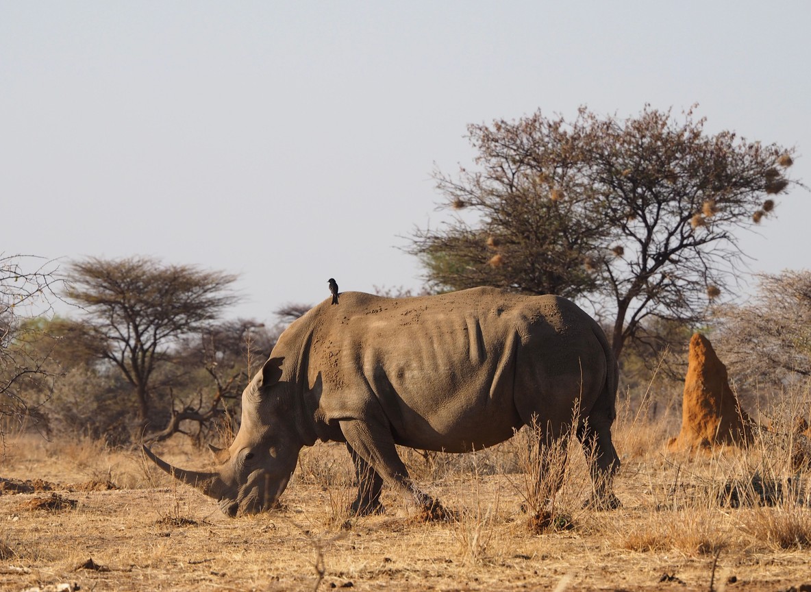 A safari vehicle with guests photographing a white rhino at a respectful distance on open grassland