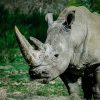 A southern white rhino grazing on open grassland at golden hour in Ol Pejeta Wildlife Conservancy, Kenya