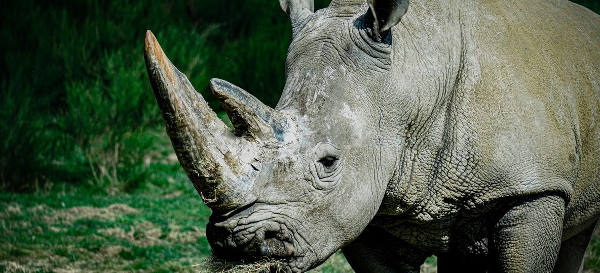 A southern white rhino grazing on open grassland at golden hour in Ol Pejeta Wildlife Conservancy, Kenya