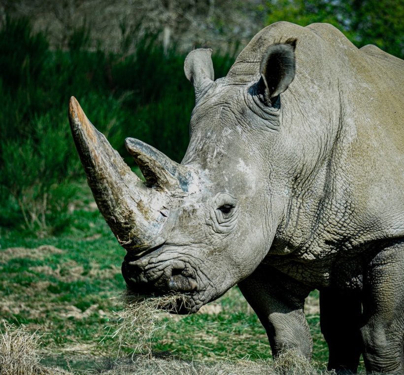 A southern white rhino grazing on open grassland at golden hour in Ol Pejeta Wildlife Conservancy, Kenya