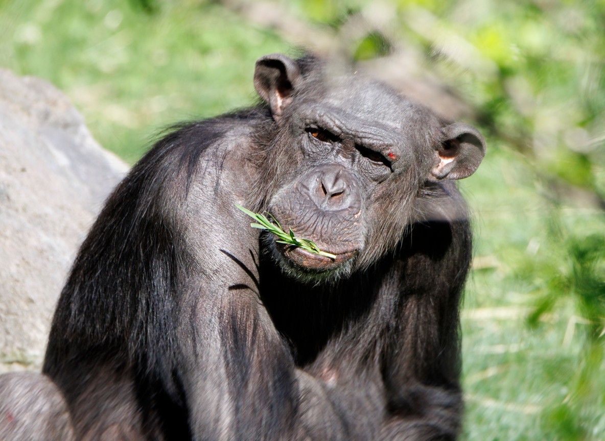 A chimpanzee in the forested Sweetwaters Chimpanzee Sanctuary at Ol Pejeta Conservancy, Kenya