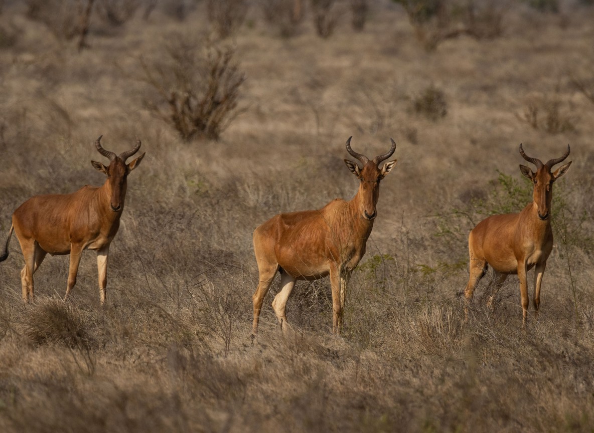 Big herds of plains game with Mount Kenya behind them in Ol Pejeta Conservancy, Kenya
