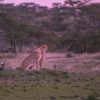 Masai Mara, golden hour light