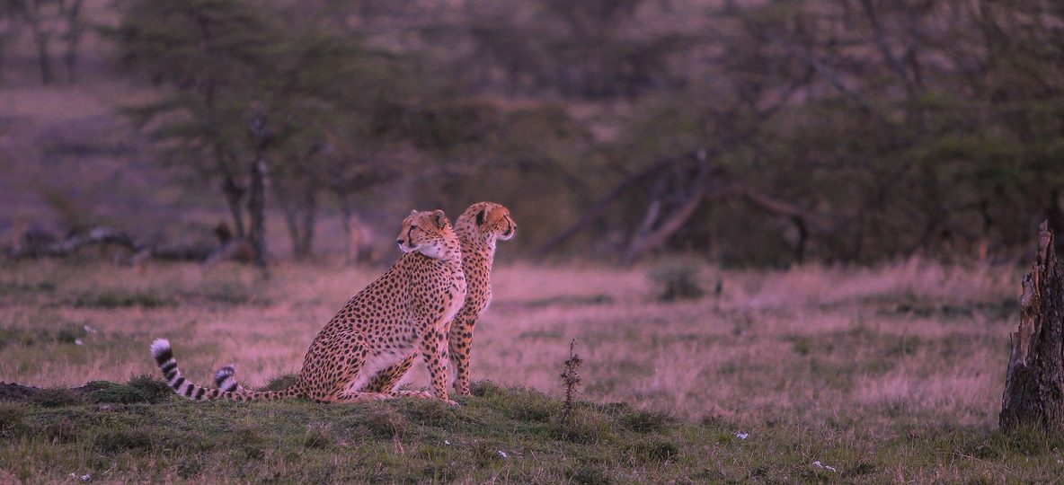 Masai Mara, golden hour light