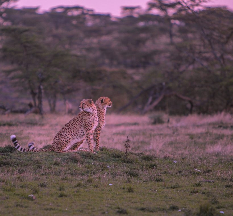 Masai Mara, golden hour light