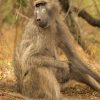 An alert olive baboon in Kenya near safari camp grounds