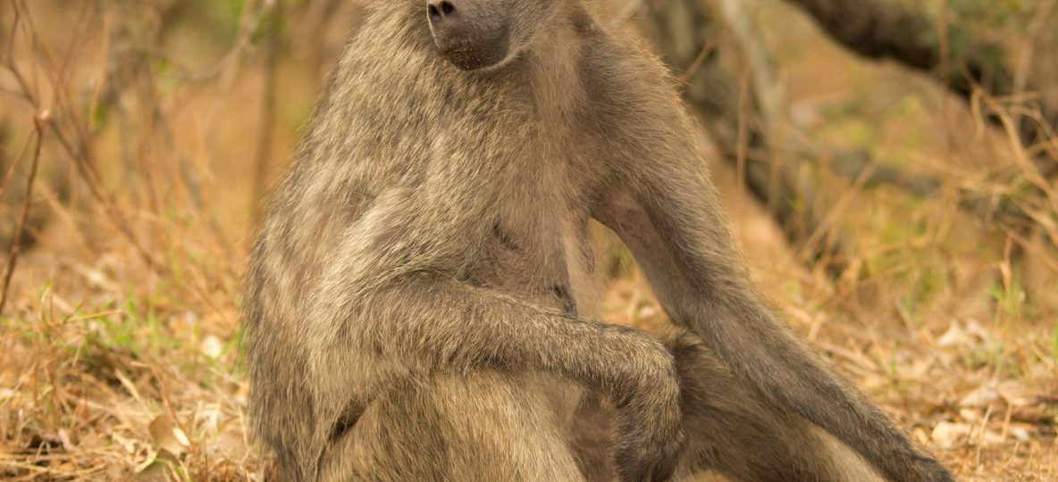 An alert olive baboon in Kenya near safari camp grounds