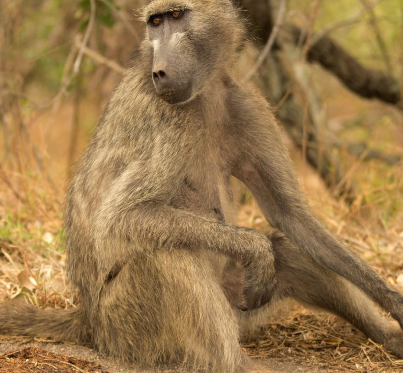 An alert olive baboon in Kenya near safari camp grounds