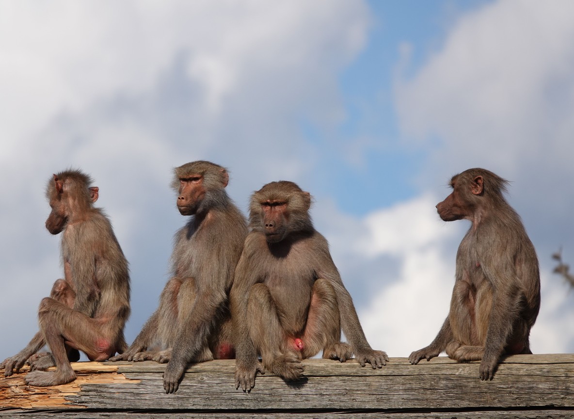 A troop of olive baboons foraging near a Kenya safari lodge