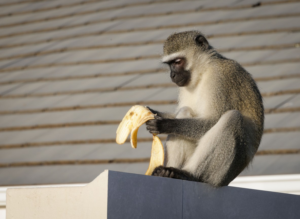 A vervet monkey near a safari tent in Kenya