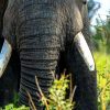 golden morning light, documentary wildlife photography