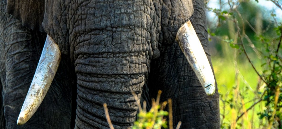 golden morning light, documentary wildlife photography