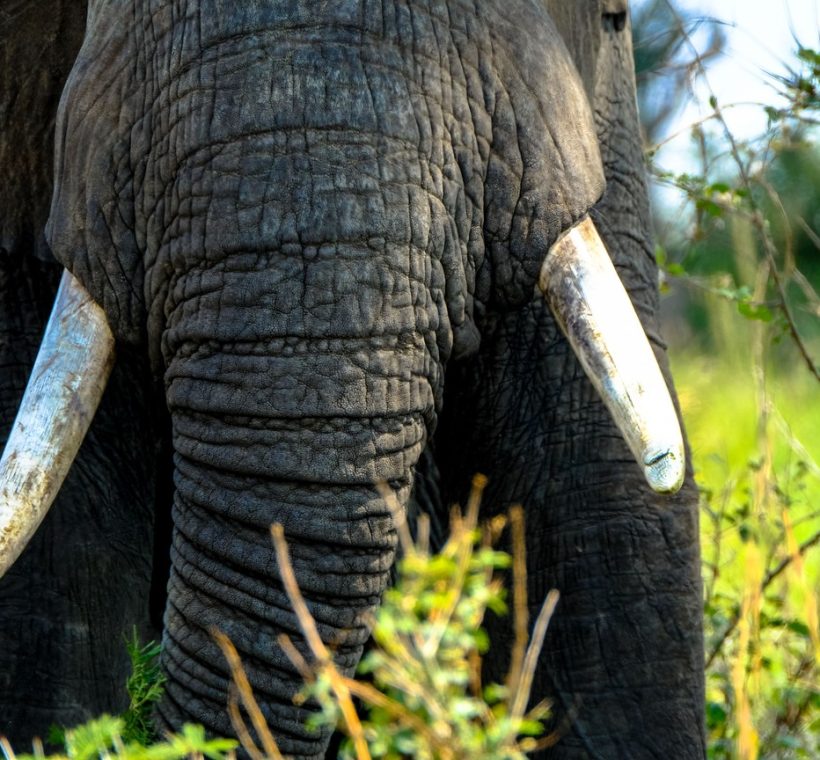 golden morning light, documentary wildlife photography