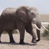 One ton tusk elephant Amboseli super tusker bull with Mount Kilimanjaro in the background