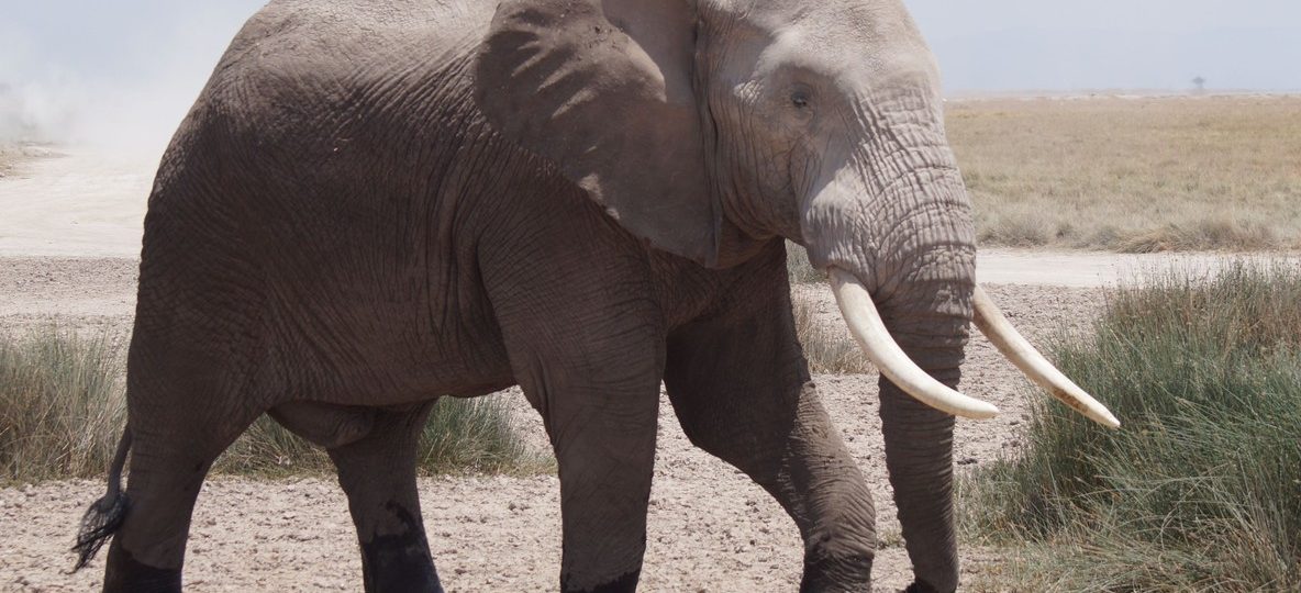 One ton tusk elephant Amboseli super tusker bull with Mount Kilimanjaro in the background