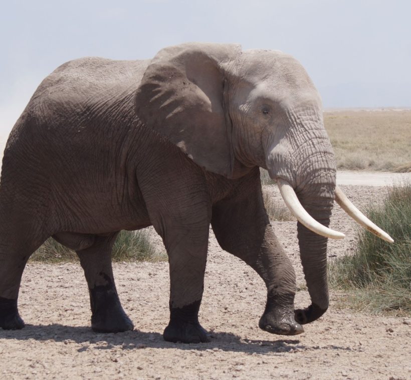 One ton tusk elephant Amboseli super tusker bull with Mount Kilimanjaro in the background