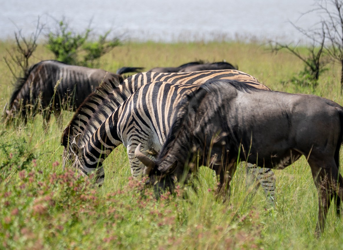 Interior of a luxury safari suite with antique furniture and a canvas roof open to views of the Mara River