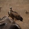 Photography Hides Kenya