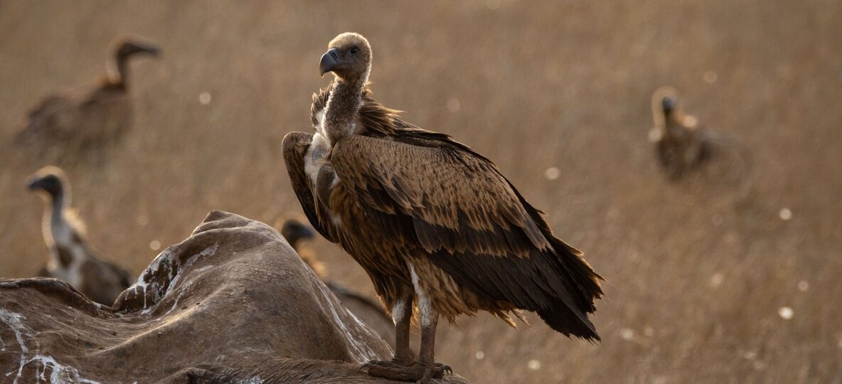 Photography Hides Kenya