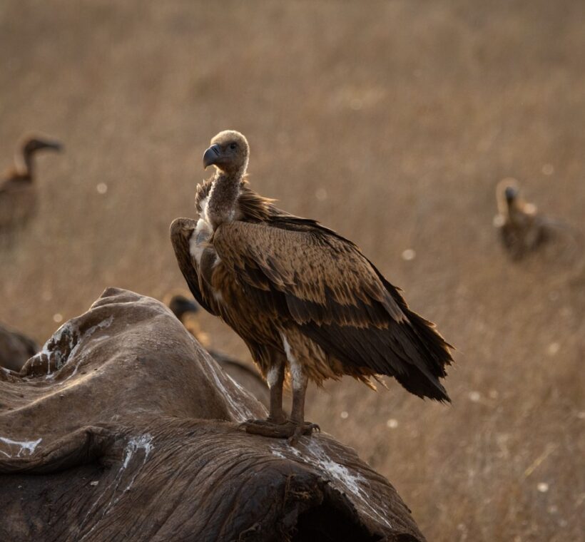 Photography Hides Kenya