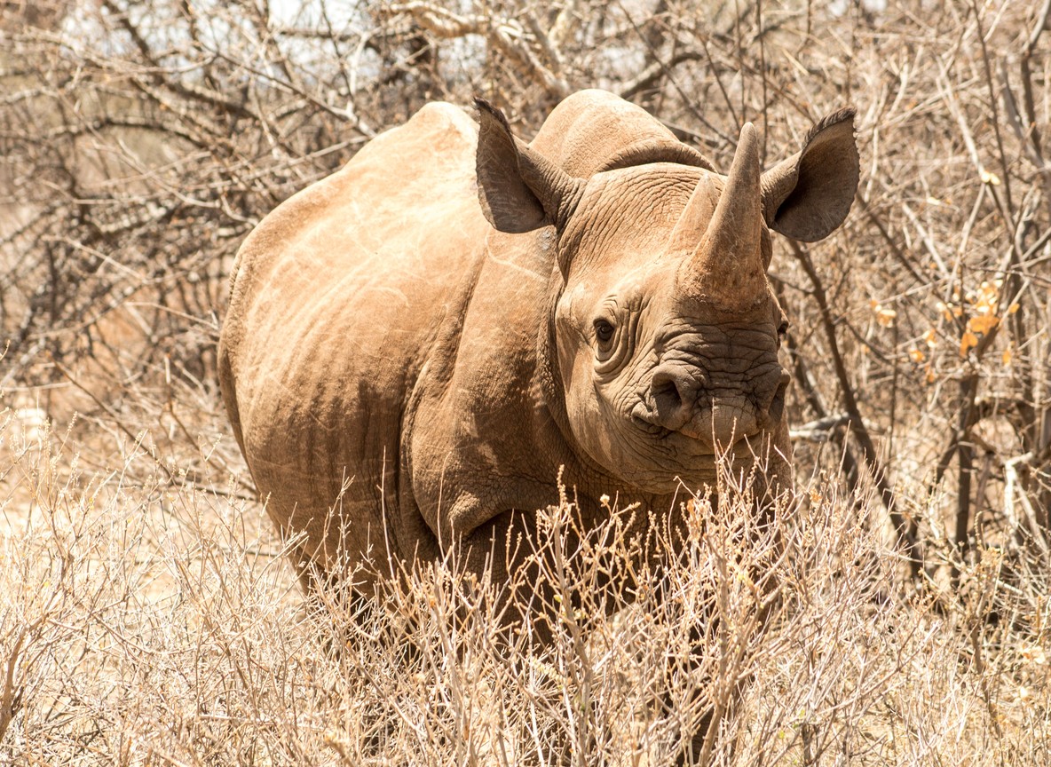 A ranger on patrol near two white rhinos grazing inside a guarded sanctuary enclosure at Ol Pejeta Conservancy, Kenya