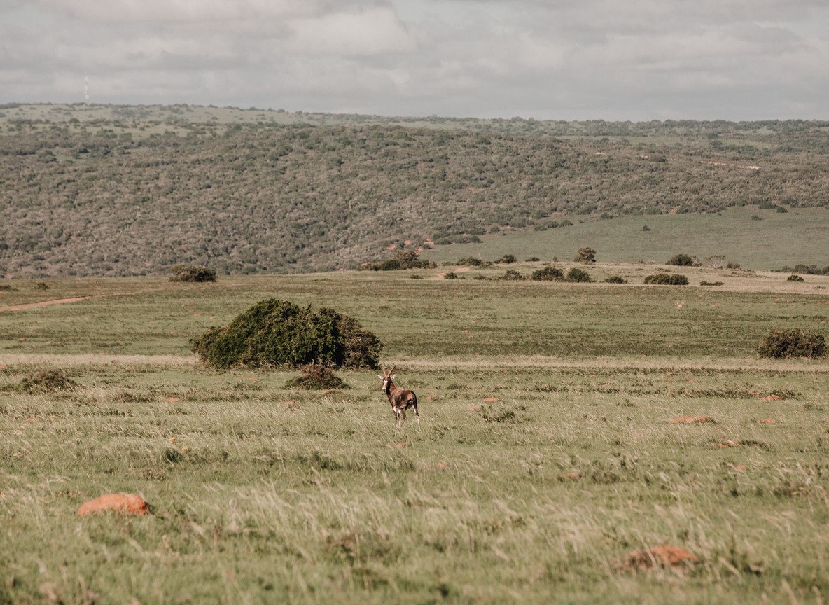 An infinity pool terrace on a private Laikipia homestead with conservancy bushland in the background