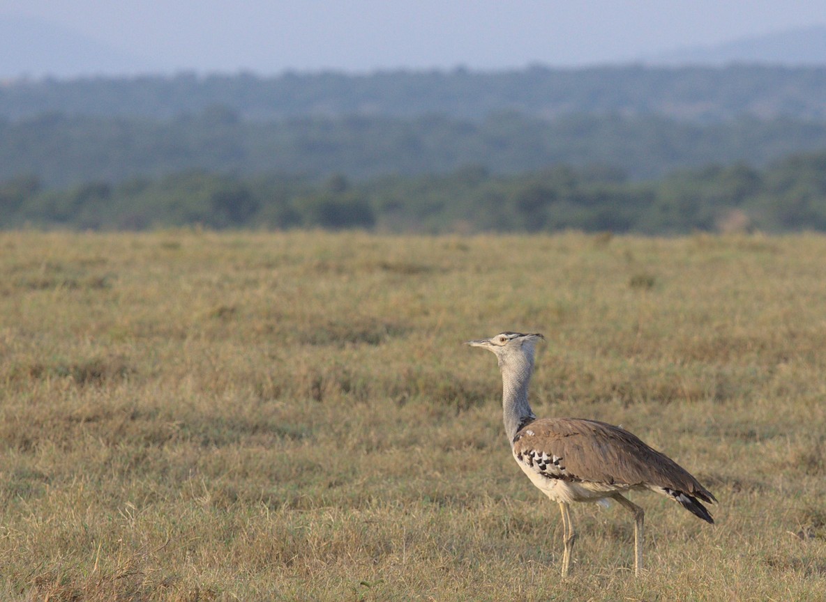 A light aircraft on a bush airstrip in Laikipia with a safari vehicle waiting nearby