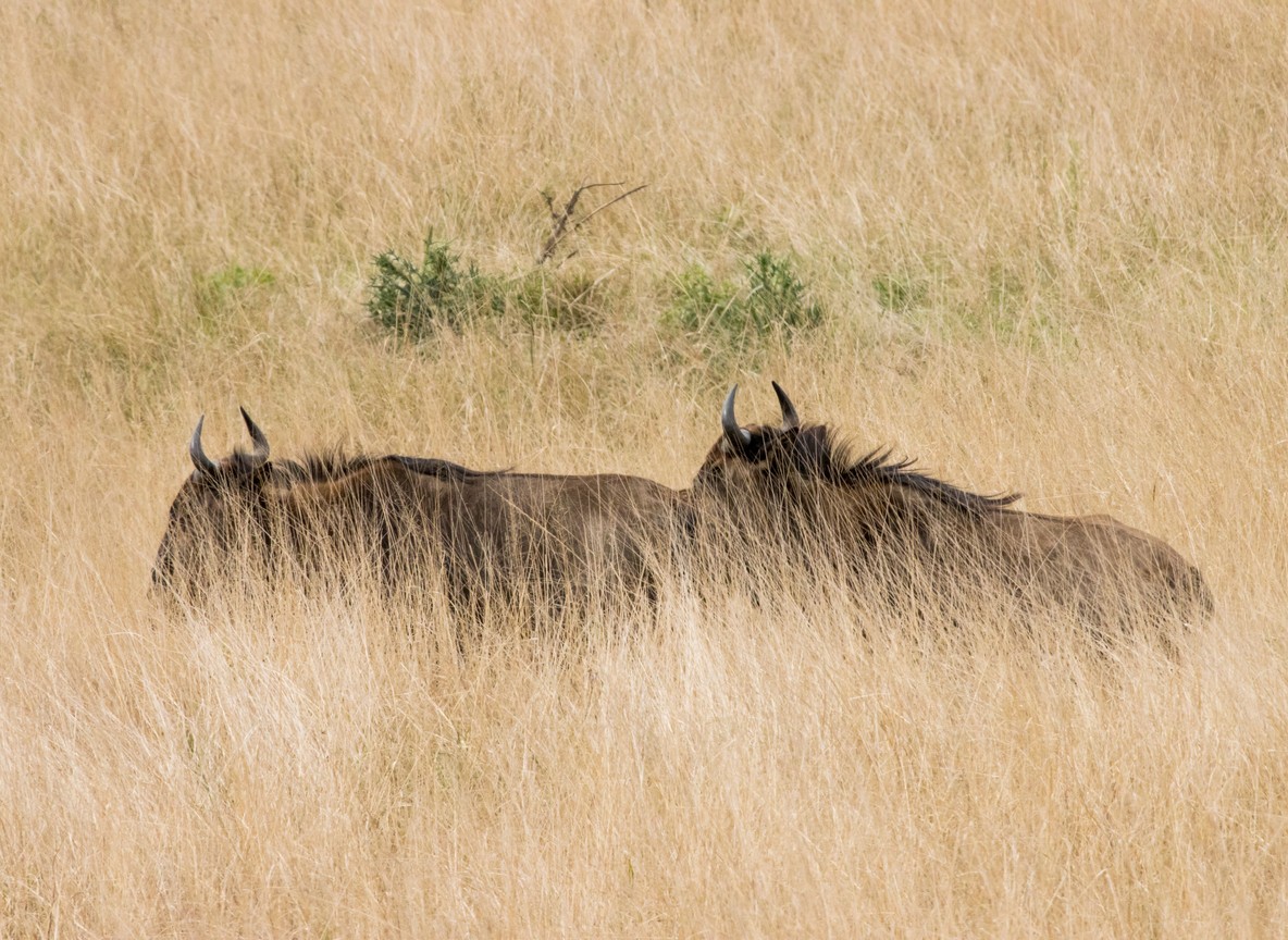 Rangers on patrol in Mara Naboisho Conservancy funded by conservancy fees
