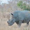 A white rhino grazing in the bush on a private conservancy in Laikipia, Kenya