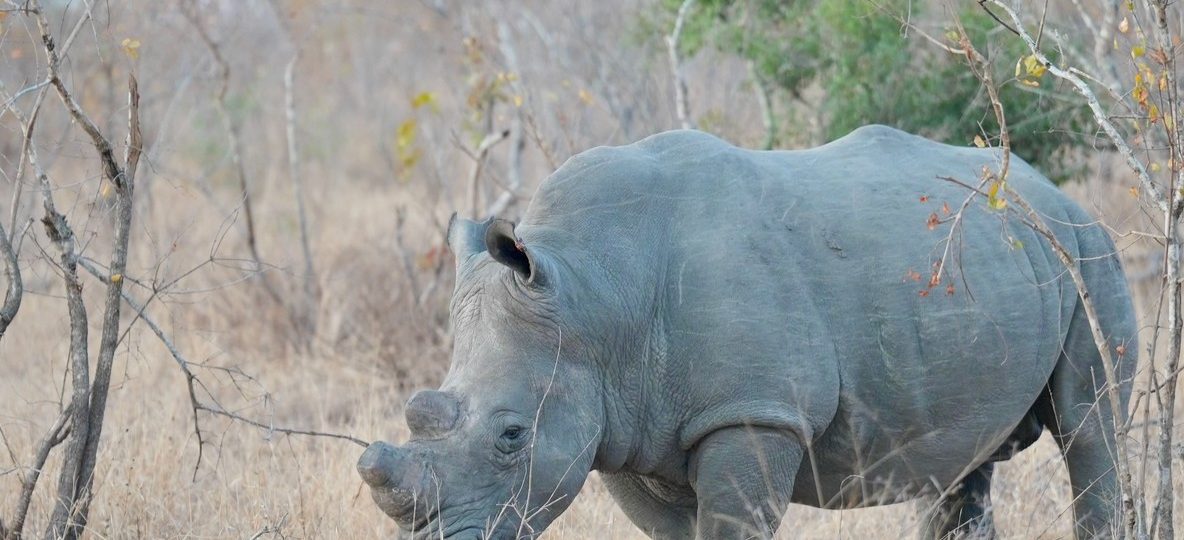 A white rhino grazing in the bush on a private conservancy in Laikipia, Kenya