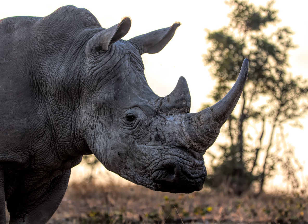 A rhino close up at golden hour on a private conservancy in Laikipia County, Kenya