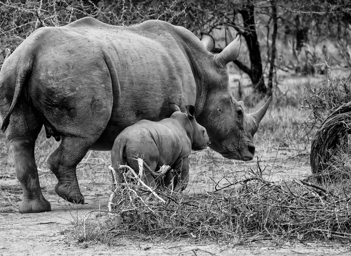 A white rhino mother and calf grazing together at Solio Ranch near Nyeri, Kenya