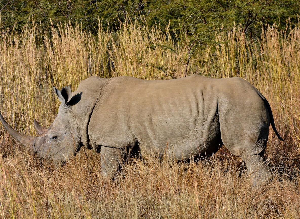 A white rhino grazing in tall savanna grass on community conservancy land in northern Kenya