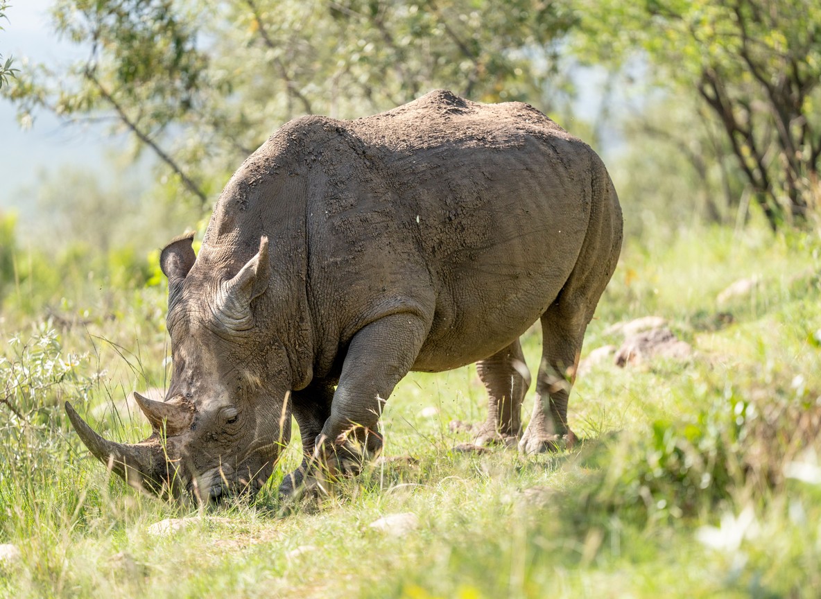 A rhino grazing on a private conservancy during a Trunktrails Safaris game drive in Laikipia, Kenya