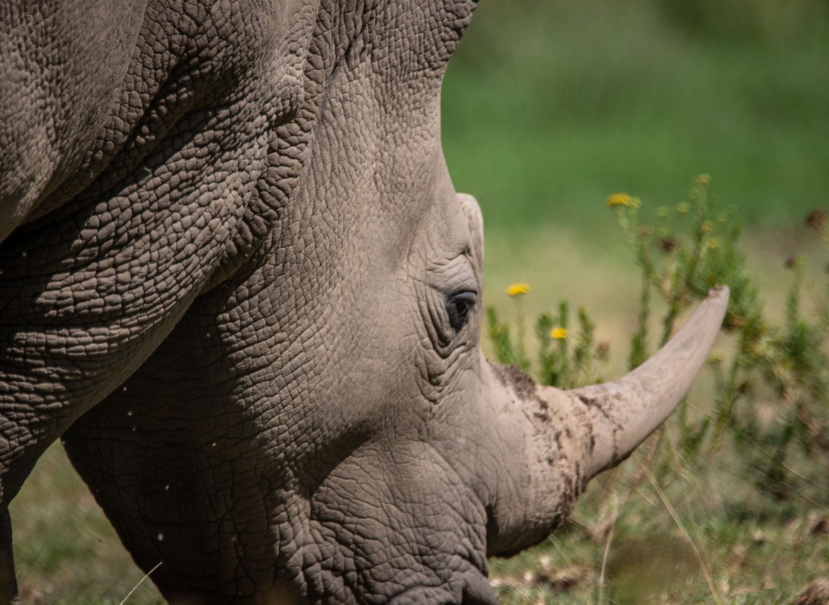 Loisaba Conservancy ranger tracking rhino movement across the Laikipia plateau