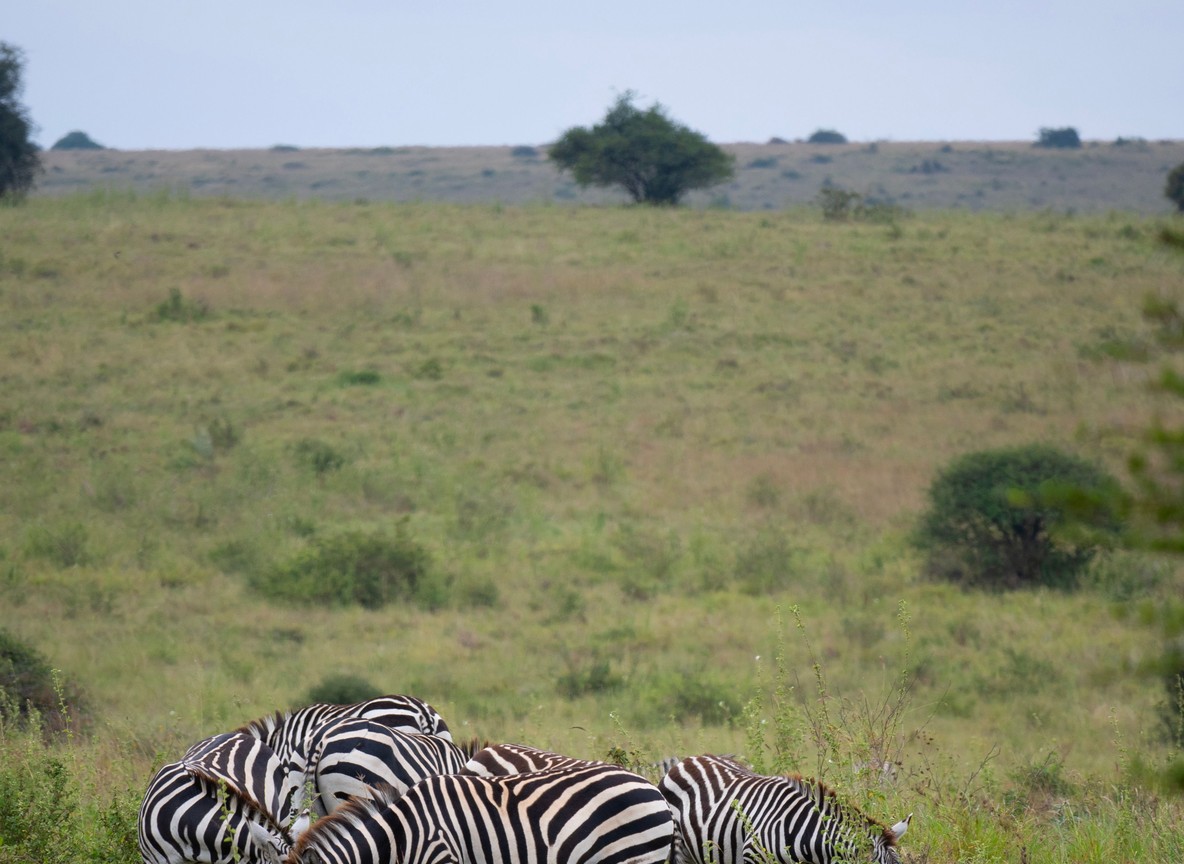 Safari guide and guests on a game drive vehicle scanning the Laikipia bush for rhino