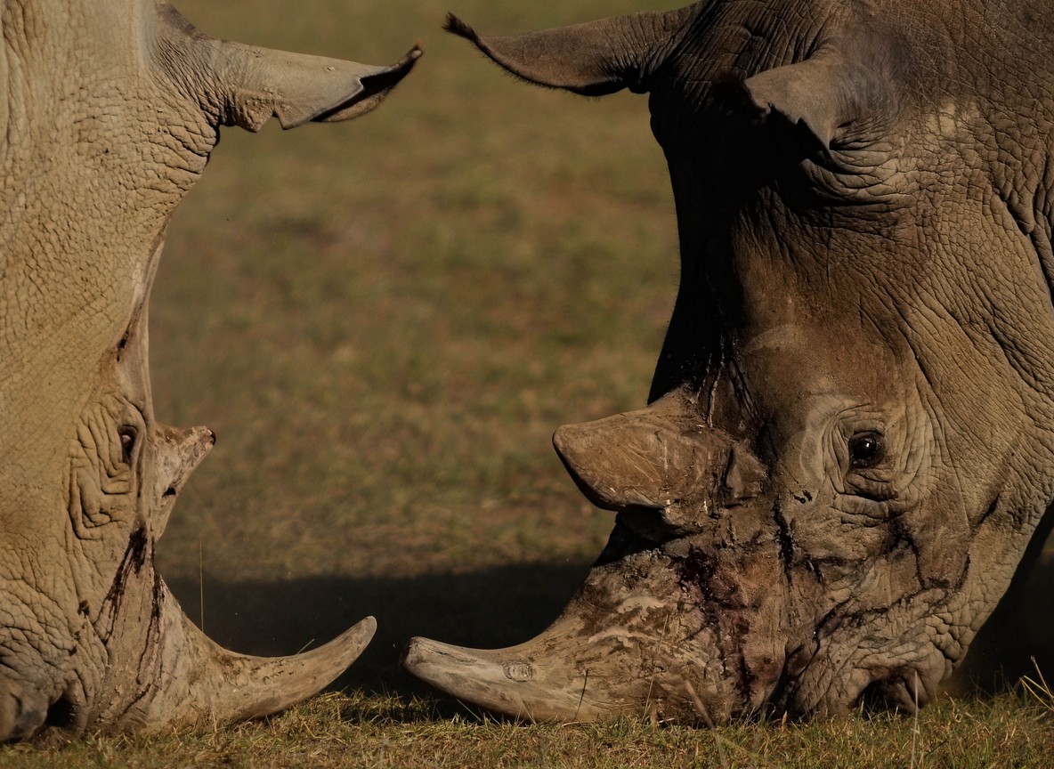 Black rhino and calf walking through Laikipia grassland near a fenced sanctuary zone