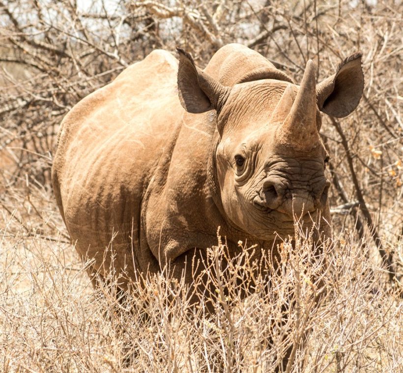 A ranger and tracker on foot following fresh rhino tracks through Laikipia bush at dawn