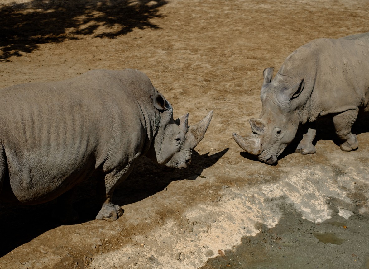 Tourists and an armed ranger observing a black rhino at a safe distance on foot in Laikipia