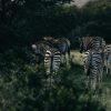 Laikipia, Kenya