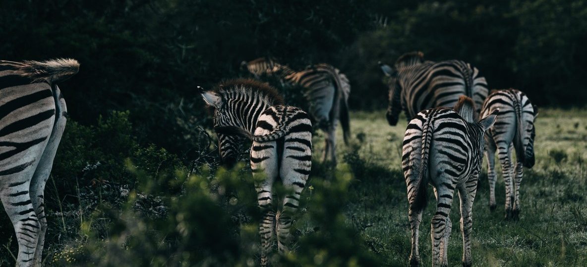 Laikipia, Kenya