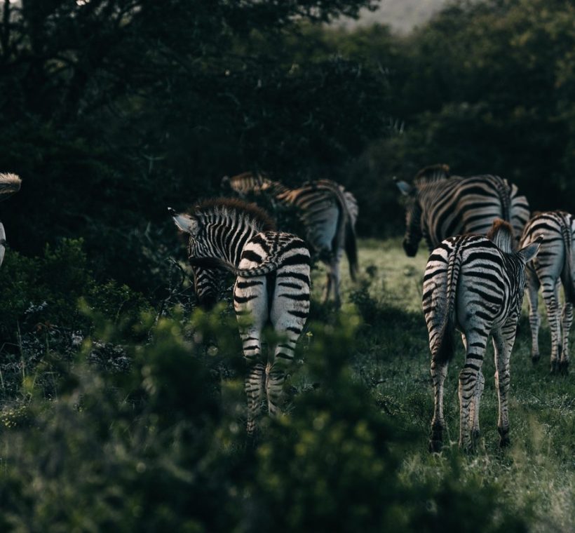 Laikipia, Kenya