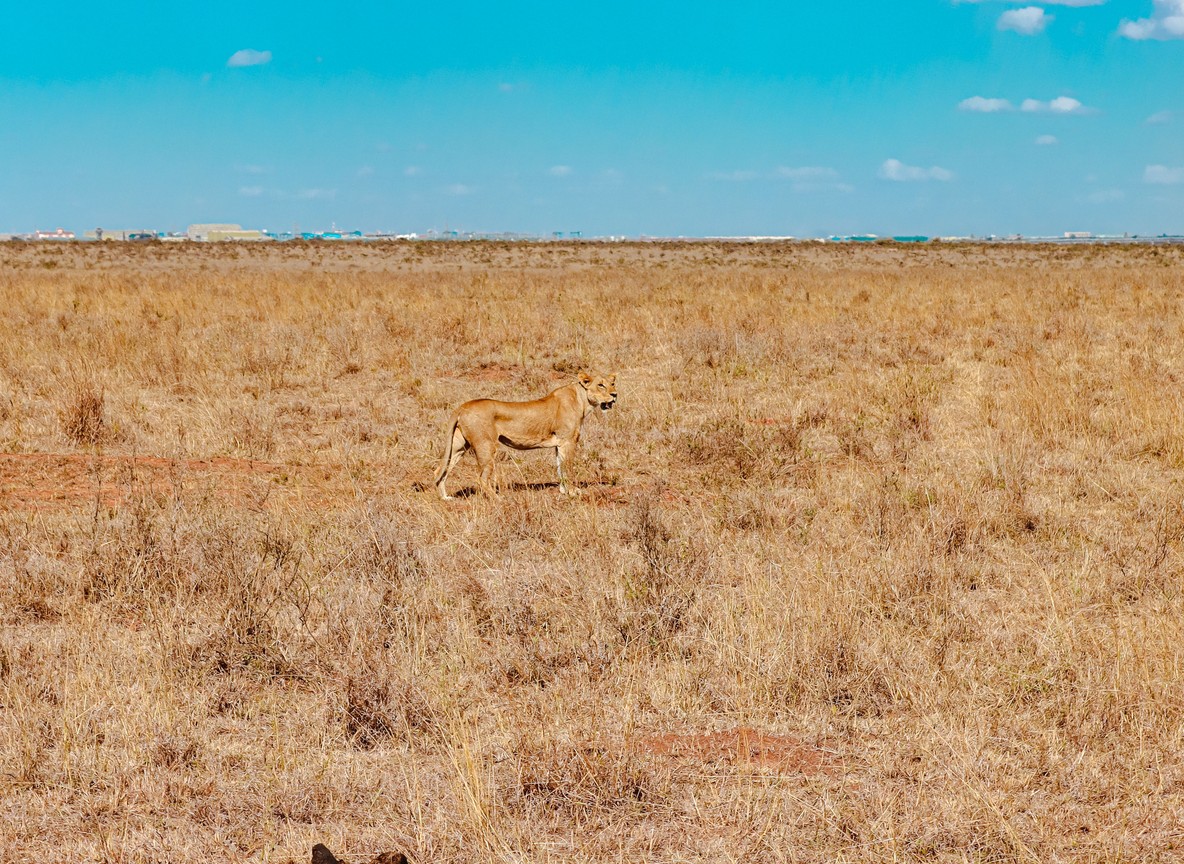 Game drive in Taita Hills Wildlife Sanctuary with giraffe and the blue Taita hills behind