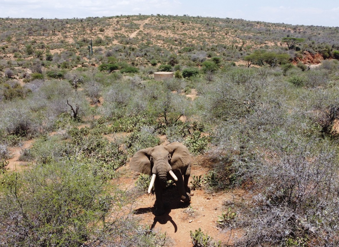 Eye-level waterhole view of Tsavo red-dust elephants near Salt Lick Safari Lodge