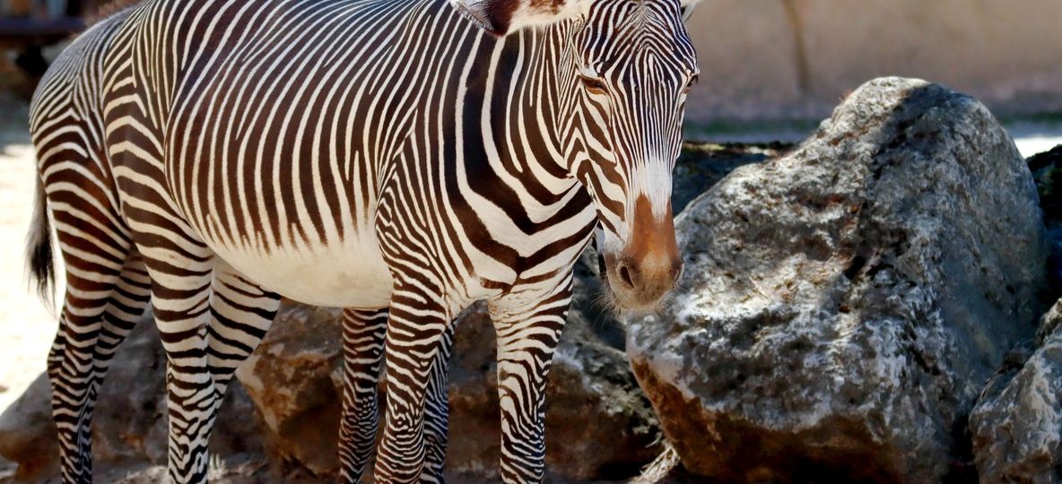 A herd of Grevy's zebra with narrow stripes standing in Samburu National Reserve, Kenya