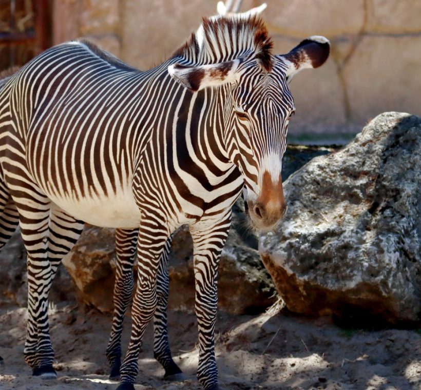 A herd of Grevy's zebra with narrow stripes standing in Samburu National Reserve, Kenya