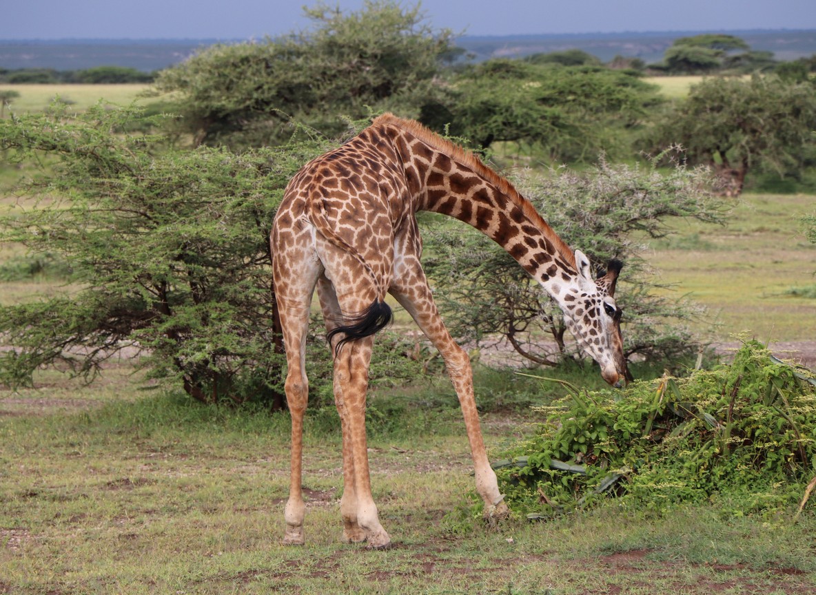 A reticulated giraffe browsing among acacia trees in Samburu National Reserve, Kenya