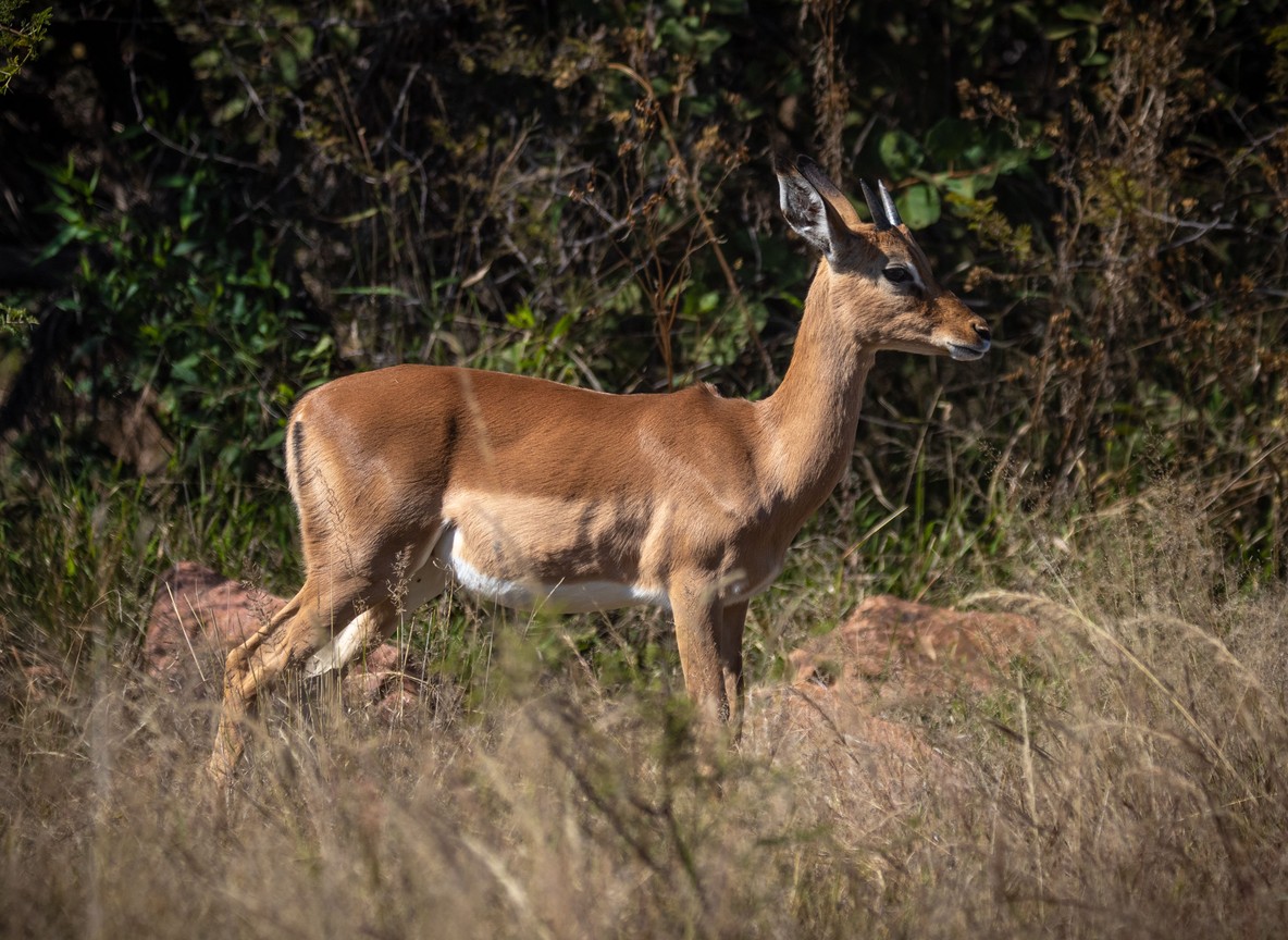 A gerenuk standing to browse from a bush in dry riverine scrub near Samburu National Reserve, Kenya
