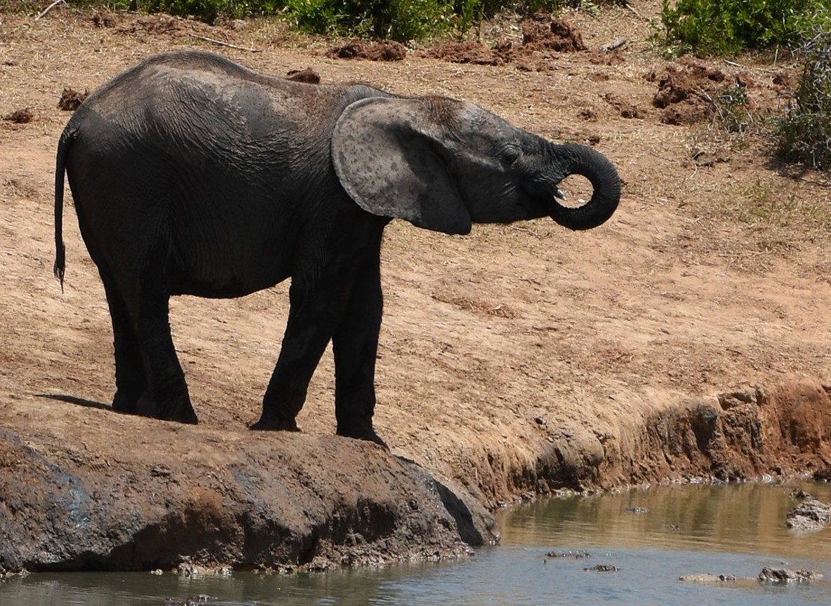 An elephant drinking at a waterhole along the Ewaso Ng'iro River in Samburu National Reserve, Kenya