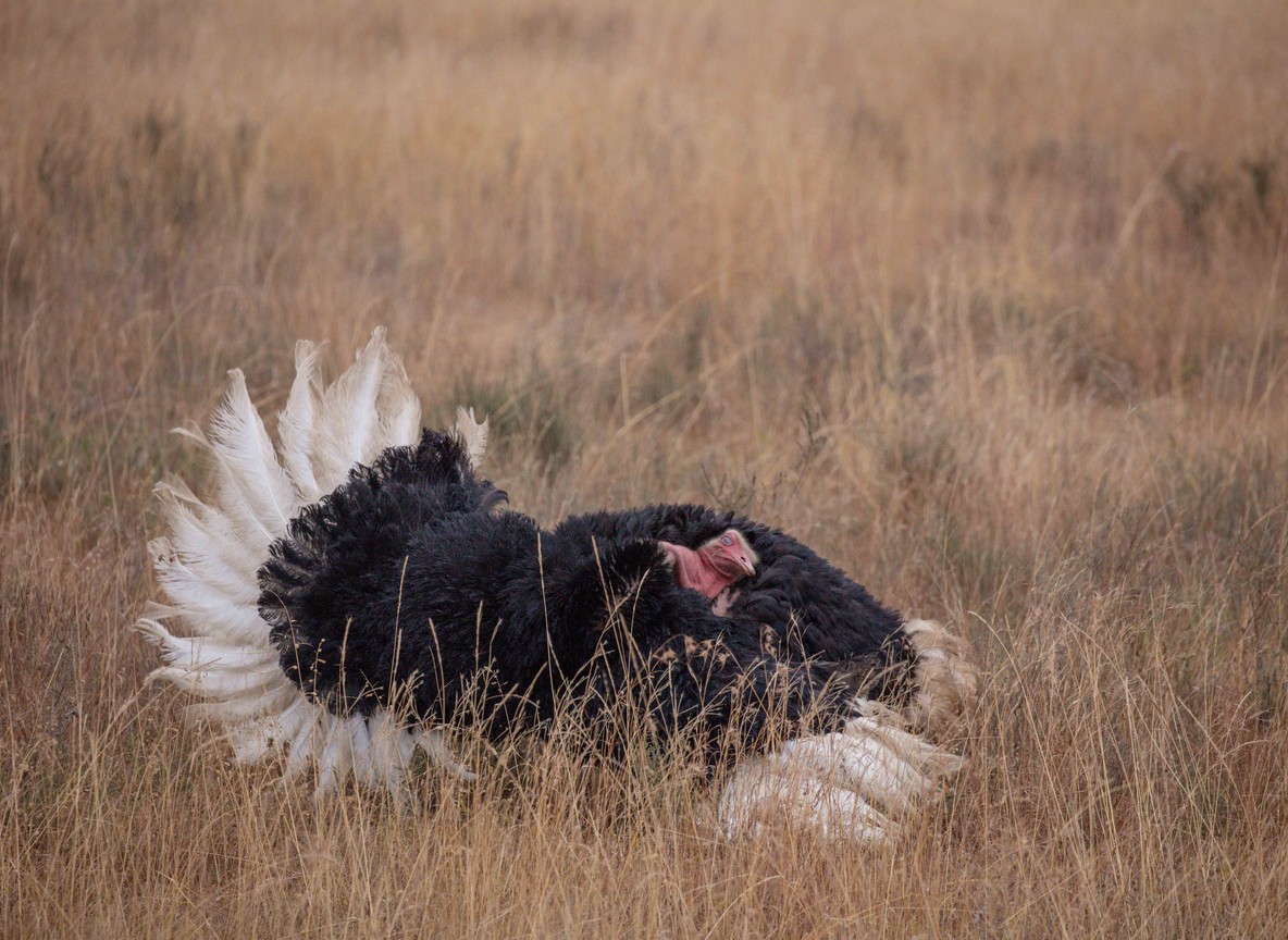 A Somali ostrich in dry grassland in Samburu National Reserve, Kenya